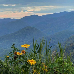 Rwanda car rental for birding safaris